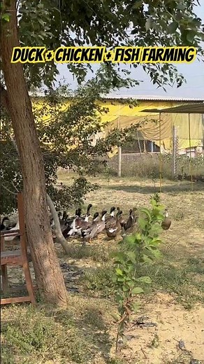 Duck + Chicken + Fish Farming #chickenfarm #duckfarming #fishfarming #farming #poultryfarming
