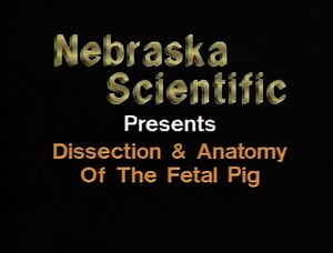 Classic Dissection of the Fetal Pig