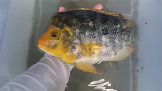 A DIY bin trap that actually delivers