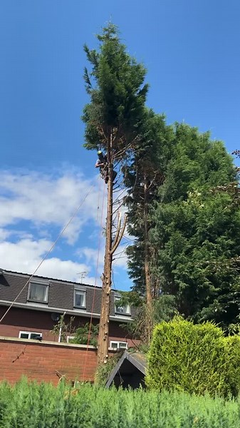 #tree #trees #treework #treehouse #treending #treelife #treeclimber #stihl #husqvarna #husquvarna #time #sun #timberwolf #timberwolfsplitters #viral #viraltiktok #quotes @Tree.surgeon.Cheshire