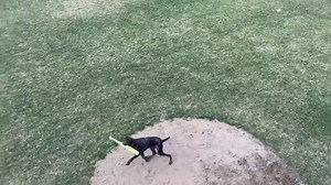 From shortstop to center field — Murphy's playing in the big leagues now. 🐾⚾ And the best part? He’s safe every inning! Let us help give your pup 30% more room to play! Learn how: https://www.utm.io/uifGe | Invisible Fence Brand