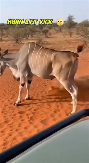 Giant Eland Breaks Brown Hyena