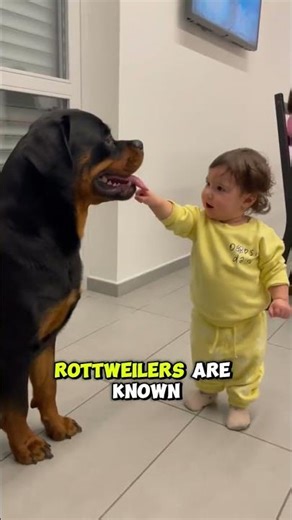 “Rottweiler: The Loyal Protector With a Gentle Heart”