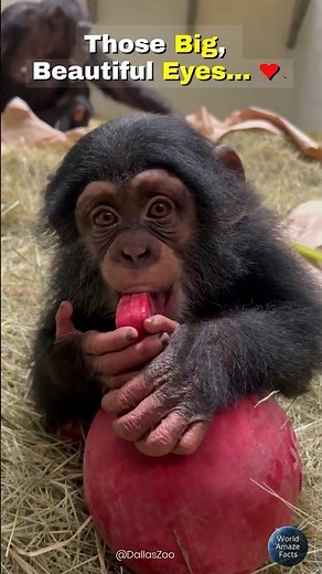Those Eyes! Baby Chimp Melts Hearts ❤️