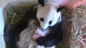 Giant Panda Gives Birth to Twins