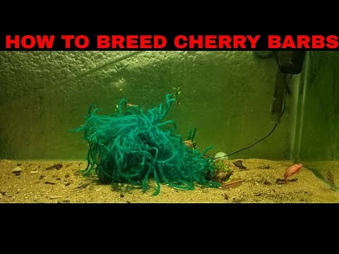 How To Breed Cherry Barbs Part 1