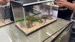 The three deadliest snakes and the science behind their extreme venom