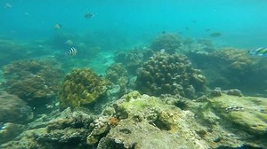 Rainforests Sea Coral Reefs Form Diverse Stock Footage Video (100% Royalty-free) 6668489 | Shutterstock