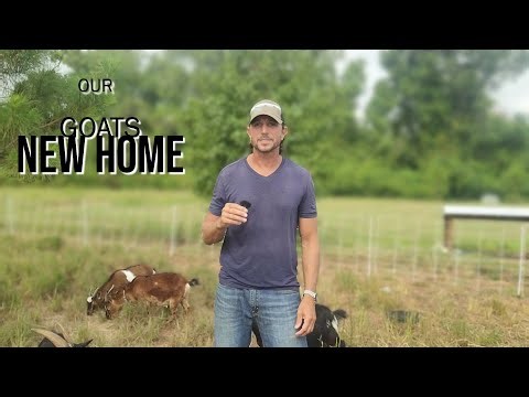 Our Goats New Home