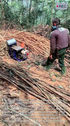 Fast Cinnamon Bark Peeling Machine #viral #tools #smart #creative #machine