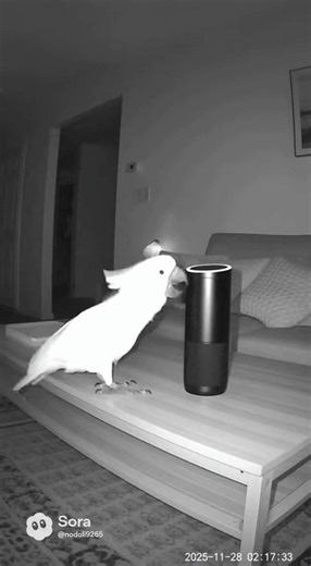 1.7K views | call 911 right now #funnydogs #funnycats #petfails #petsusa #americanpets #petloversusa #dogsoftiktok #catsoftiktok #petreels #petfunnyvideos #petcompilation #cutepets #animalvideos #funnyanimals #usa #america #funnypets #petlife #petmemes #petreactions #doglover #catlover #petowners #furryfriends | Pure Moments | Facebook