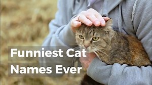 Funniest Cat Names Ever