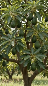 Try this trick to grow an avocado tree from an avocado pit. 🥑 🌳