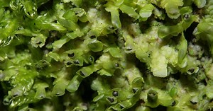 Liverwort: Tasmania Plant Produces Compounds Similar to Marijuana's THC