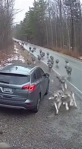 no escape… wolves attacked the car 😱🐺 #escape