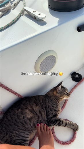 A Perfect Day at Sea with Cats