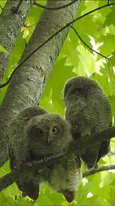 12K views · 1.7K reactions | 3 baby screech owls just for you #foryouシ#babyowls #screechowls #wholesome #Heartwarming #cuteowls #pure #siblingslove #theeowlqueen | Thee Owl Queen | Facebook