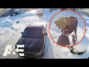 Tiny Dog Saves Owner From Being Attacked by MASSIVE Moose | Road Wars | A&E