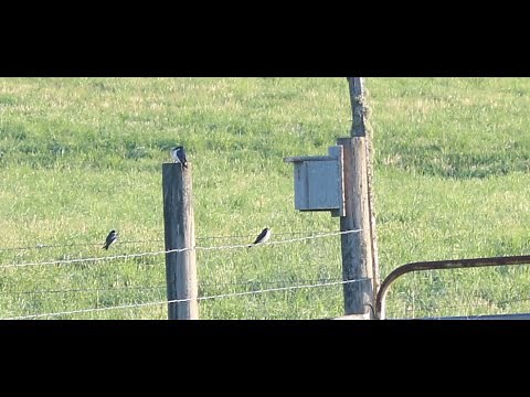 How To Build A Tree Swallow Box