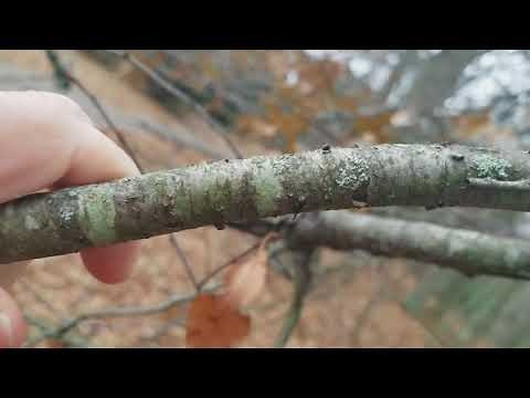 How to Identify Wild Cherry Trees in the Winter