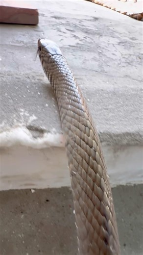 #wildlife #snakebite #snakevideo #viral #animals #ratsnake #snake ​@c@chitransh_Bhai2.0 #shorts