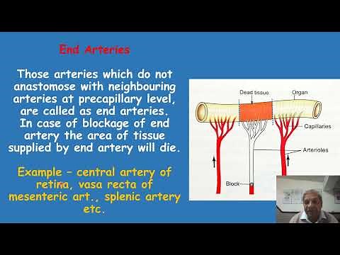 End arteries, functional end arteries