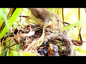 Baby Birds Eat food on nest when mother feeding it