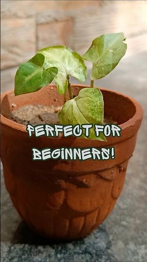 Syngonium Plant for Beginners 🌱 Easy Indoor Gardening | Arrowhead Vine 🪴✨#shorts#ytshorts #nature