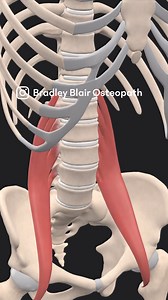 2.7K views · 48 reactions | Psoas major is a long, thick, fusiform...