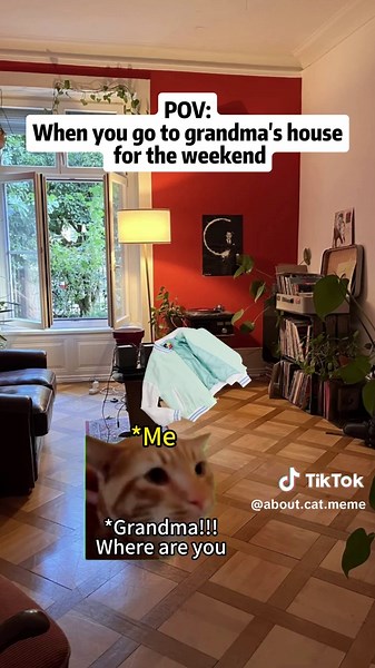 Heartwarming Cat Memes Featuring Grandma Love