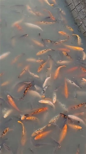 #youtubeshorts #lucknow #fish