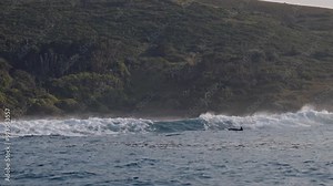 Dolphins playing in blue water of South Ocean. Amazing shot of wild dolphin jump play and dive taking breath. Aquatic marine animals in their natural habitat. Closeup of bottlenose. Wildlife nature