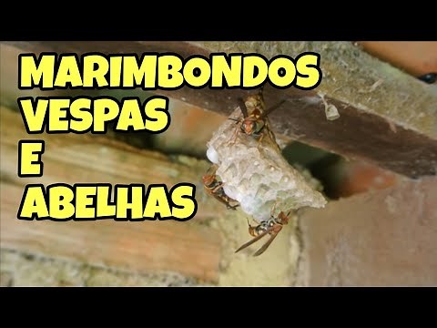 APRENDA TUDO SOBRE VESPAS, MARIMBONDOS E ABELHAS