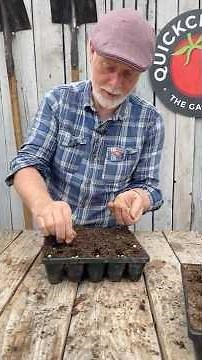 Sowing Peas in Autumn #growyourownfood #gardening #autumngarden