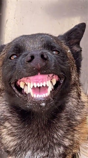 If you encountered a dog like this, how would you approach him?