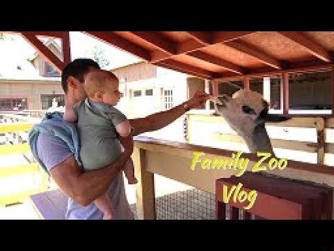 Family's First Time at The Zoo - What Are The Must-See Attractions?