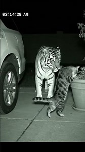 cat tiger bonding l CCTV Footage
