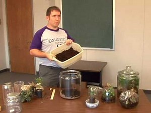 Terrariums: Easy Care and Fun!