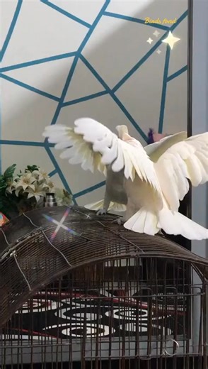 tantrum#cockato screaming#cockatoo noise#cockatoo ... #cockatoo#cockatoo | Leticia Moore