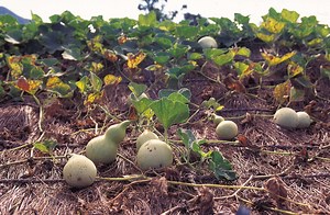 How to Inject a Squash Plant for Vine Borers