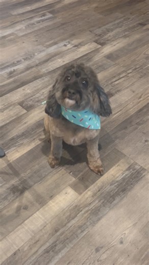 Yall help me wish my cockapoo Chocko a happy happy 5th bday! #cockapoo #happybday #fblifestyle | Buff N Blue Bullies 2