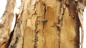 Arvada reports first confirmed emerald ash borer presence