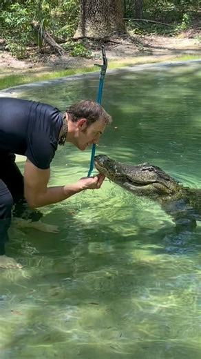 Improvements in Big Mac’s vision!! For the first time he reacted to visual stimulus! He reacted to the shadow of my hand moving, but doesn’t seem to be able to actually see my hand. His pupils are also constricting and dilating much closer to normally now, although still not normal. If you haven’t seen my videos on this gator before, go watch! I have reels and vlogs showing his first time being brought to the sanctuary after being struck by a vehicle while trying to cross a highway. We were not 
