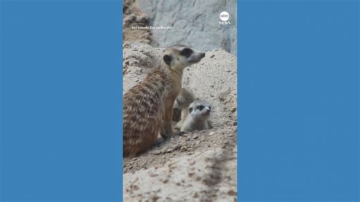 Zoo welcomes newborn meerkats