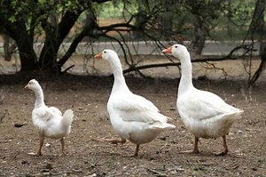 The Specifications for a Goose Fence | Homesteady