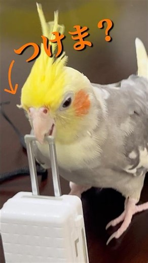 【つけま、ズレてるよ？〜可愛いオカメインコ〜】 #オカメインコ #cockatiel #つけま #インコのいる暮らし