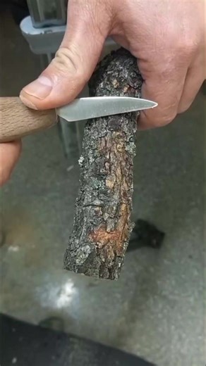 Meşe dalının en dogal haliyle ortaya çıkan asâ çalışması🌿