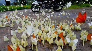 Hundreds of orange, white and pastel yellow butterflies formed a beautiful swarm in Ninh Binh, Vietnam. Covering the ground and filling the air, the insects created bright, fluttering clouds. | CGTN