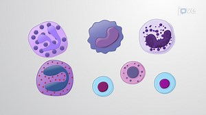 Video: Classification of Leukocytes