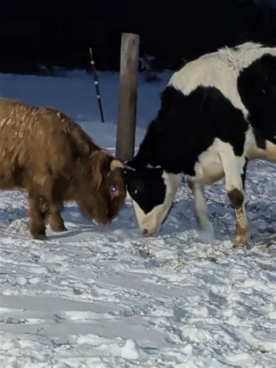 Big Mac vs. Deeds: The Battle for Alpha Status